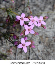 Beautiful  pink flowers of  rare west Australian  wildflower Boronia ovata species blooming in early spring  in Crooked Brook  national park Western Australia where it is a protected species.