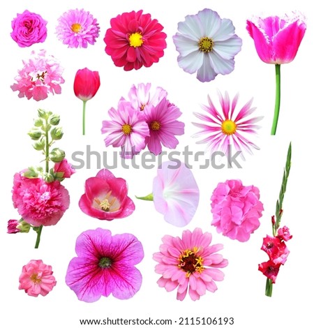 Beautiful pink flowers set isolated on white background. Natural floral background. Floral design element