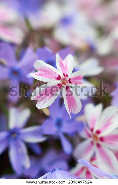 Beautiful pink flowers. Beautiful spring\
flowers. Phlox subulata (creeping phlox, moss phlox, moss pink, or\
mountain phlox) flowers background.\
