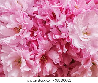 Beautiful pink flowers, suitable for wallpaper, close-up - sakura