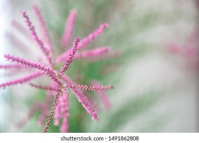 The Beautiful Pink Flowers Of The Tamarix(scientific Classification ,Family :Tamaricaceae, Genus: Tamarix) Tree And The Soft Fragrance.