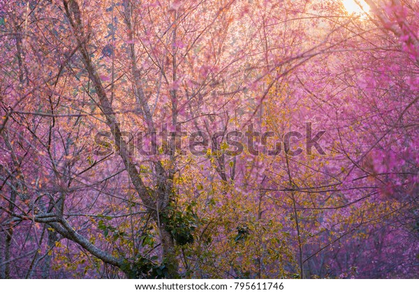 Download 73 Background Pink Forest HD Terbaik