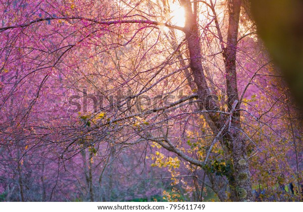 Download 73 Background Pink Forest HD Terbaik