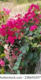 beautiful pink or fucshia bougainville flower