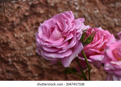Beautiful pink garden roses with a textured wall background