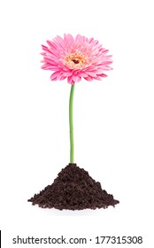 Beautiful Pink Gerbera Daisy Flower Grouth In Soil Isolated On White Background