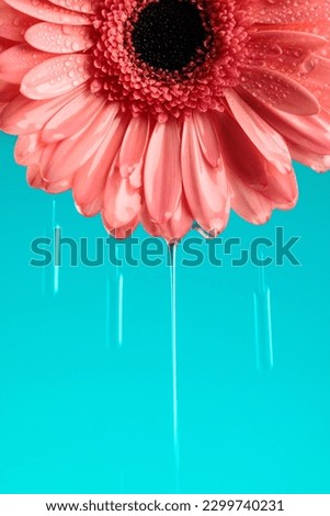 beautiful pink gerbera daisy flower with waterdroplets dropping on blue background