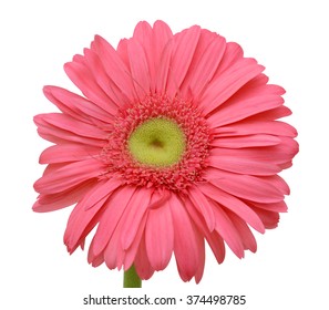 beautiful pink gerbera flower isolated on white background