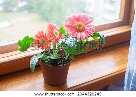 Beautiful pink gerbera in a flower pot on a windowsill.