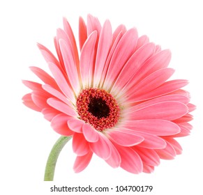 Beautiful Pink Gerbera Isolated On White Stock Photo 104700179 ...