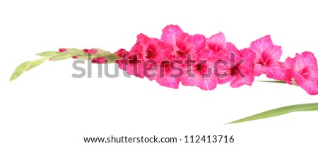 beautiful pink gladiolus, isolated on white