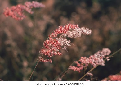 Beautiful pink grass flower in the field with sunset, Nature soft light blur filter and vintage tone, Selective focus. - Shutterstock ID 1944828775