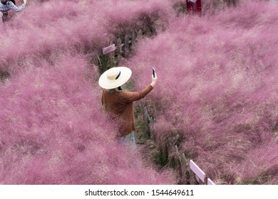 Стоковая фотография: beautiful pink Hairawn muhly landscape, Republic of Korea