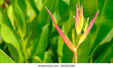 Beautiful Pink Heliconia Psittacorum flowers on natural background. A close-up shot of a blooming pink Heliconias flower. Heliconia Psittacorum of Paradise Flower. Nature flower background.
