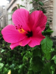 Beautiful Pink Hibiscus Flower In Front Of The House