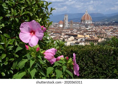 Beautiful pink hibiscus flower in a garden located at Michelangelo square with Cathedral of Santa Maria del Fiore on the Background. Italy.