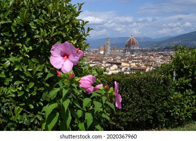 Beautiful pink hibiscus flower in a garden located at Michelangelo square with Cathedral of Santa Maria del Fiore on the Background. Italy.