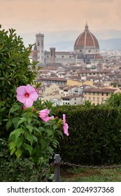 Beautiful pink hibiscus flower in a garden located at Michelangelo square in Florence overlooking the famous Cathedral of Santa Maria del Fiore. Italy.