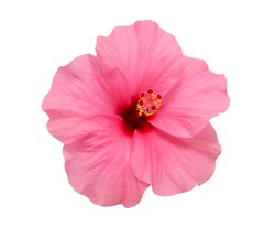 Beautiful Pink Hibiscus Flower Isolated On White Background