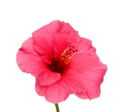Beautiful Pink Hibiscus Flower Isolated On White Background