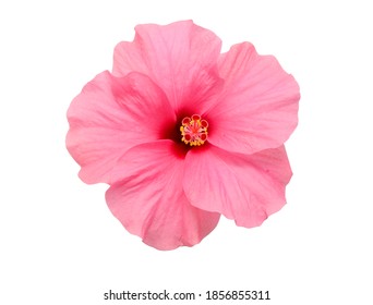 beautiful pink hibiscus flower isolated on white background - Powered by Shutterstock