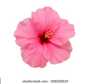 beautiful Pink Hibiscus flower isolated on white background