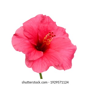 beautiful pink hibiscus flower isolated on white background