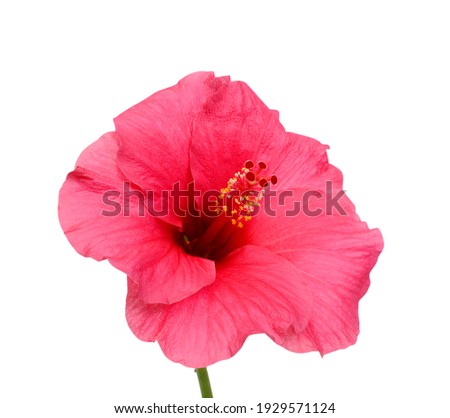 beautiful pink hibiscus flower isolated on white background