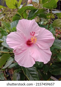 Beautiful Pink Hibiscus Flowers Blooming Stock Photo 2157459657 Beautiful Pink Hibiscus Flowers Blooming Stock Photo 2157459657