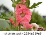 Beautiful Pink Hollyhock Flower.  Photo taken using a Nikon D7000.