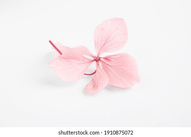 Beautiful pink hortensia flower isolated on white