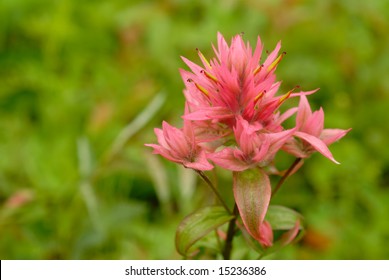 Beautiful pink Indian Paintbrush, also known as Prairie-fire.