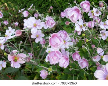 Beautiful Pink Japanese Anemone Flowers In September