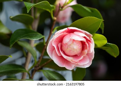 A beautiful pink Japanese Camellia flowers in garden, spring. - Shutterstock ID 2163197805