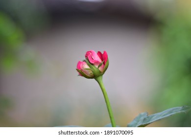 beautiful pink java flowers in the garden