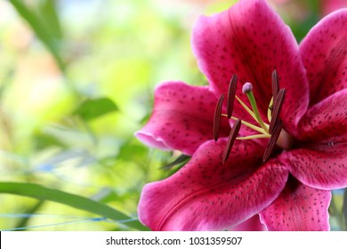 Beautiful Pink Lilly