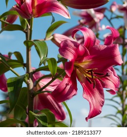 Beautiful Pink Lily Blue Sky Background Stock Photo 2189213377