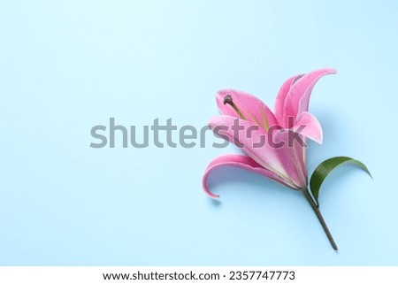 Beautiful pink lily flower on light blue background, top view. Space for text