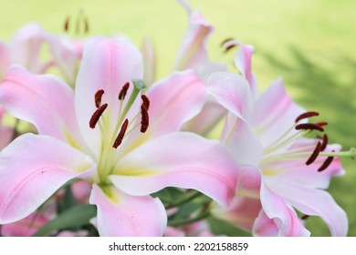 Beautiful Pink Lily Flowers Close-up On A Blurry Park Background. Selective Focus