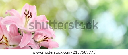 Beautiful pink lily flowers outdoors on sunny day, space for text. Banner design