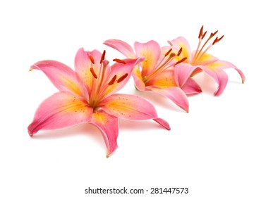 Beautiful Pink Lily Isolated On White Stock Photo 281447573 | Shutterstock