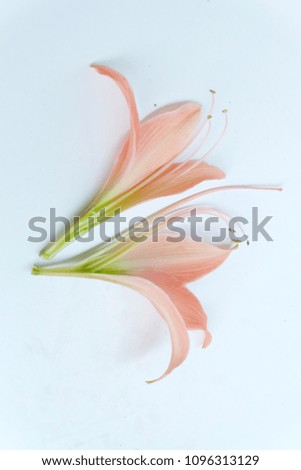 Similar – Image, Stock Photo tulip leaves Leaf Faded