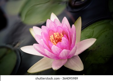 Beautiful pink lotus flower.