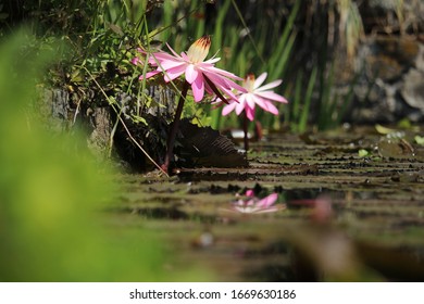 Beautiful Pink Lotus Flower Above A Fish Pond