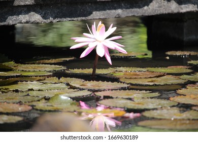 Beautiful Pink Lotus Flower Above A Fish Pond