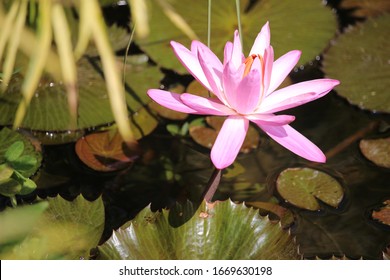 Beautiful Pink Lotus Flower Above A Fish Pond