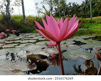 A beautiful pink lotus flower blooms gracefully in a tranquil pond, its vibrant petals standing out against the calm water. The lush green lily pads float around the lotus - Powered by Shutterstock