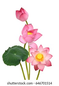 Beautiful Pink Lotus Flower Bouquet Isolated Stock Photo 646701514 