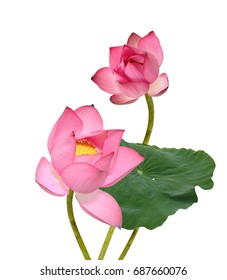 Beautiful Pink Lotus Flower Bouquet Isolated Stock Photo 687660076 ...