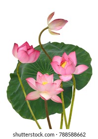 Beautiful Pink Lotus Flower Bouquet Isolated Stock Photo 788588662 ...